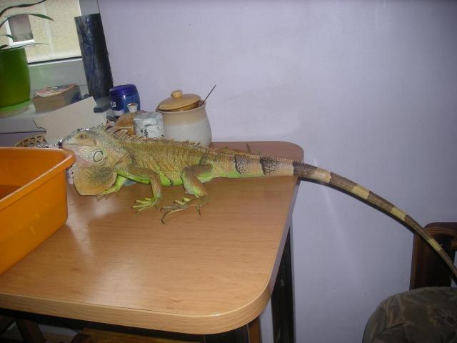 Iguana
