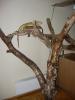 dscn6639_t1.jpg