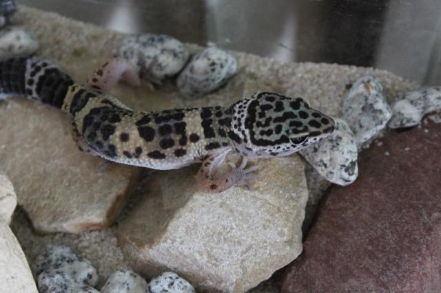 E.macularius