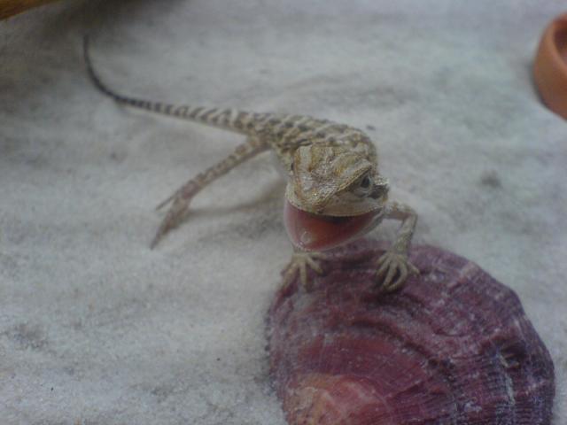Pogona vitticeps 