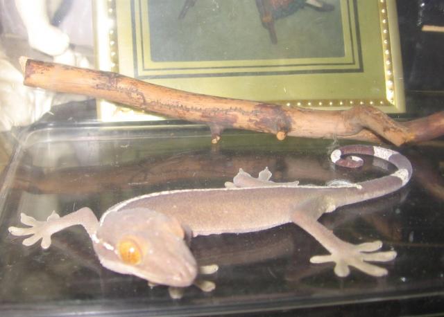 Gekko vittatus