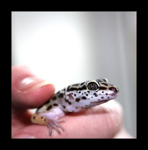 E. macularius