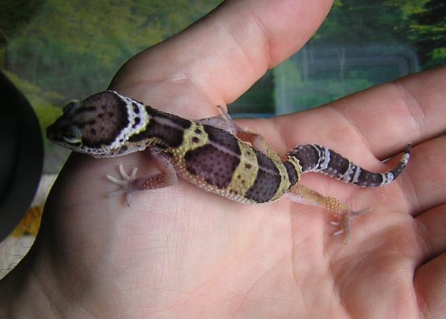 Eublefaras