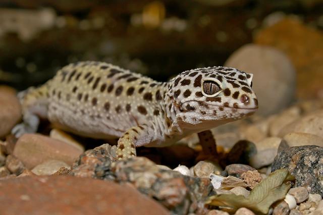 Eublepharis macularius 
