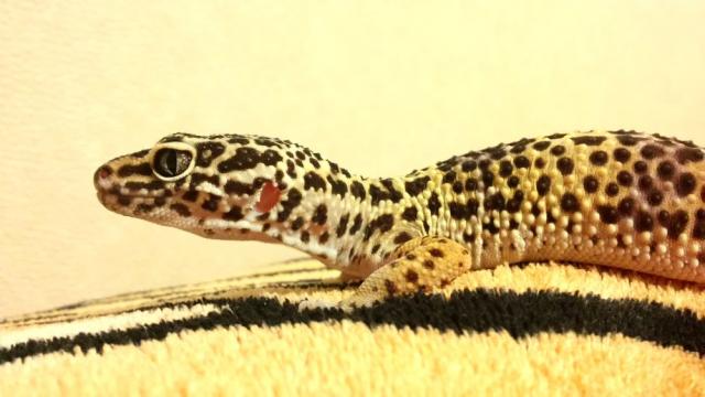 Eublepharis macularius