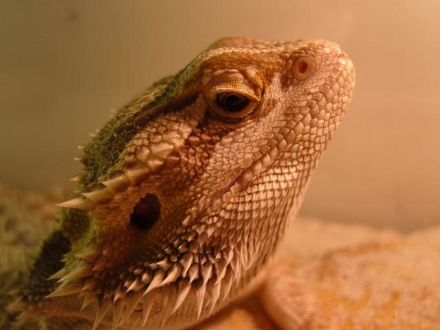 Barzdotoji agama