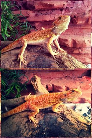 Agama