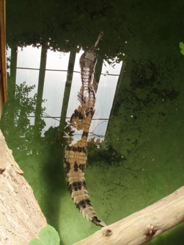 Gango gavialas (gavialis gangeticus)