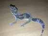 gecko1_t1.gif