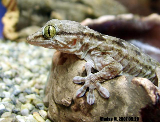 Tarentola annularis