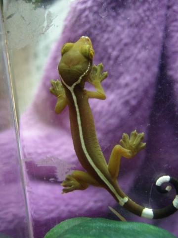 Gekko vittatus
