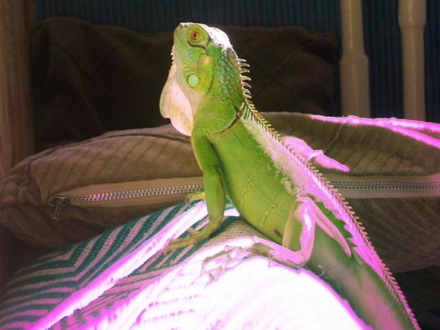 Green iguana