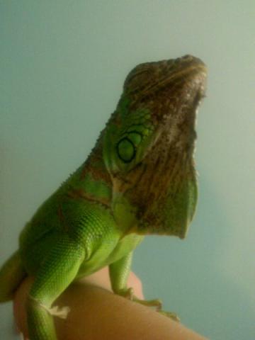 Iguana