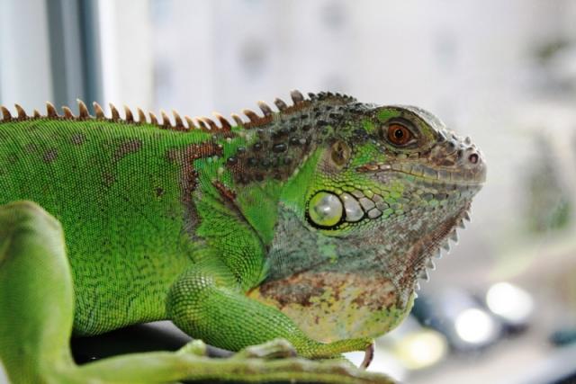 Iguana