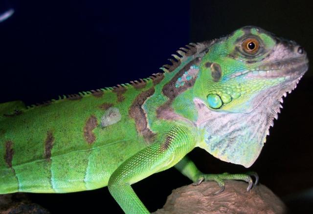 Iguana