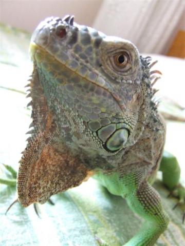 Iguana
