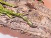 Spausk peržiūrai iguana_1_2_t1.jpg