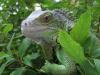 iguana_t1.jpg