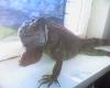 iguana_t1_1.jpg