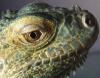 iguana_t1_1_2.jpg