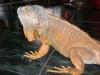 iguana_t1_1_2_3.jpg