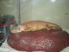 iguana_t1_1_2_3_4_5_6.jpg