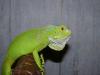 iguana_t1_1_2_3_4_5_6_7.jpg