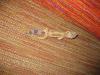 img_0287_t1.jpg