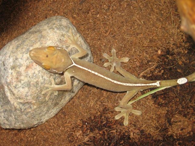 Gekko vittatus 