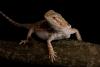 img_3325small_t1.jpg