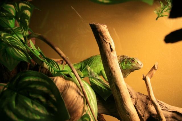 Iguana