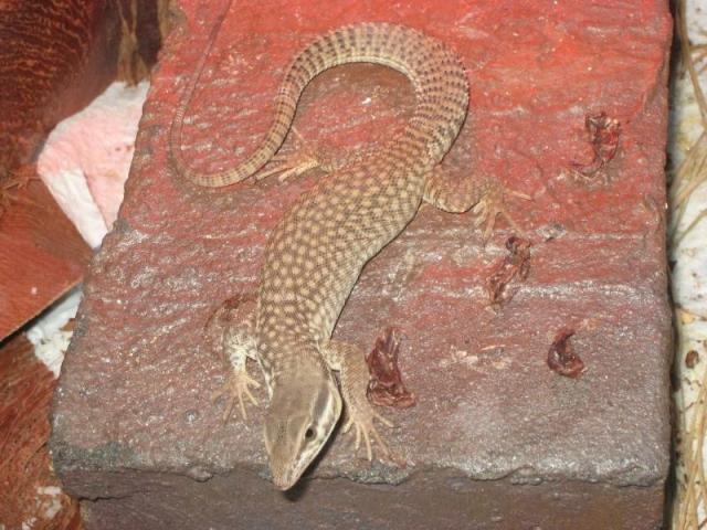 Varanus acanthurus