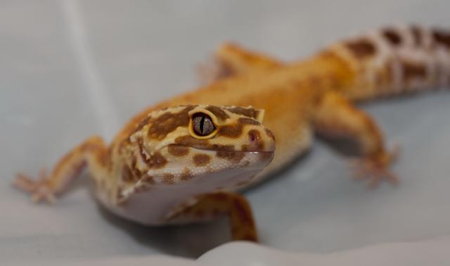 Spalvos
