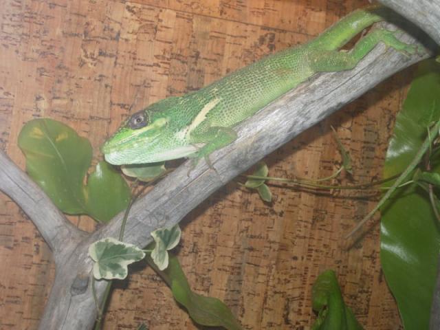Anolis equestris 
