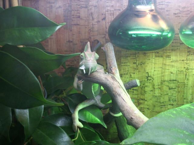 Chamaeleo calyptratus 