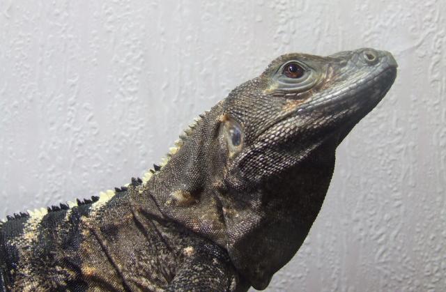 ctenosaura