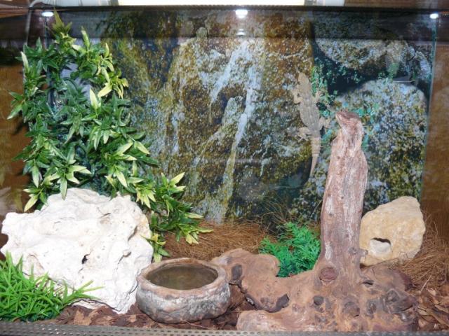 Tarentola angustimentalis