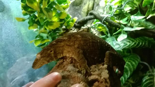 Rhacodactylus leachianus