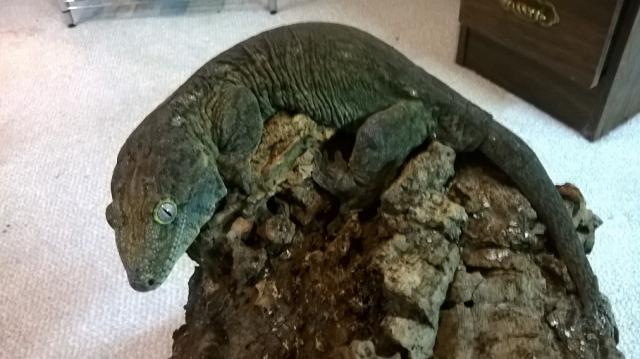 Racodactylus leachianus