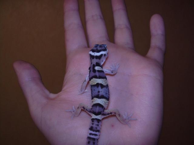 mano eublefariukas