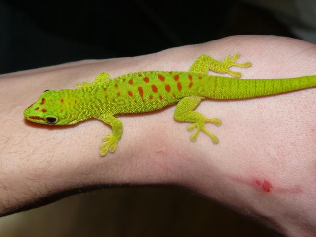 Phelsuma madagascariensis