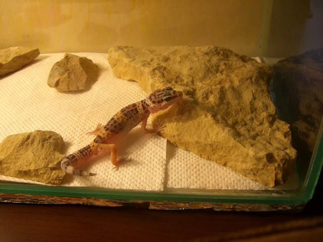 Mano eublefaras ;)