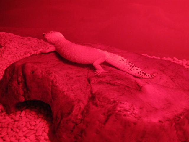 Eublepharis Macularius - Mikciukas
