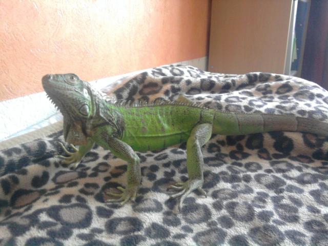 Iguana iguana