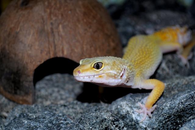 Eublepharis macularius
