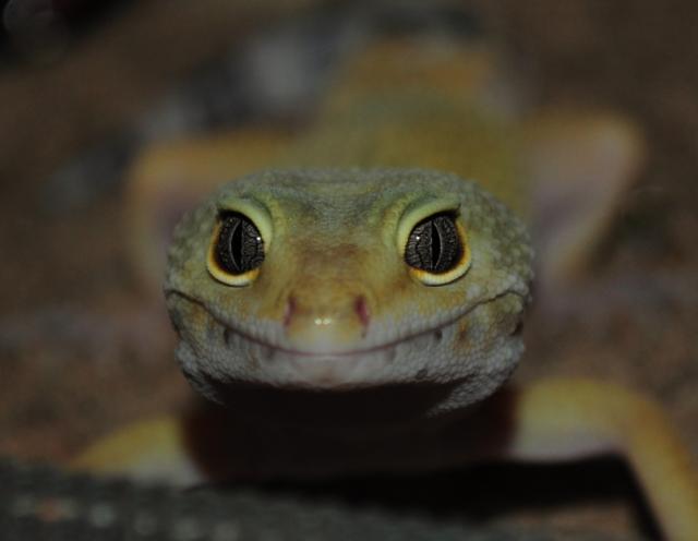 Eublepharis Macularius