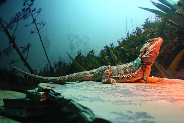 Barzdotoji Agama