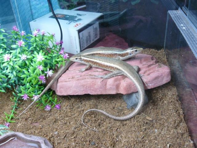 Zonosaurus madagascariensis