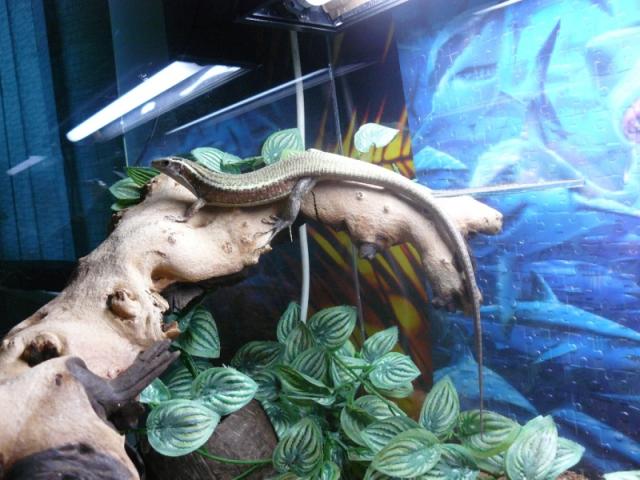 Zonosaurus madagascariensis