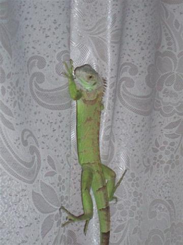 Drakosha